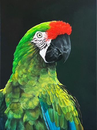 Original Kunst Vogelmalerei - Ara Papagei auf Leinwand