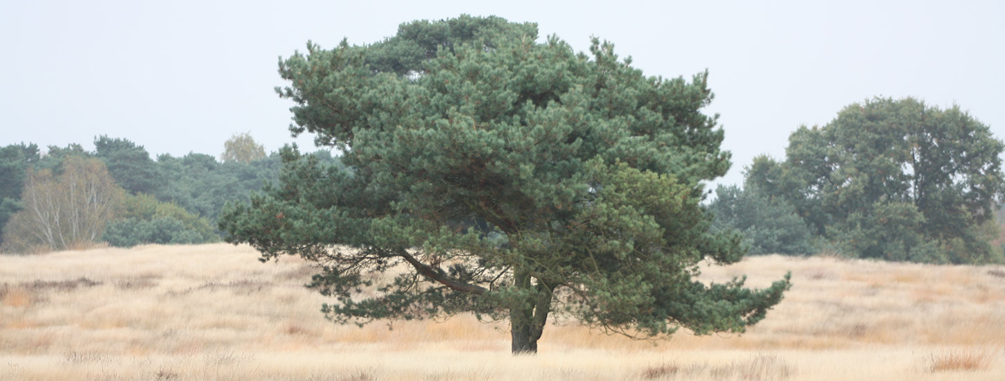 Westruper Heide, Haltern am See