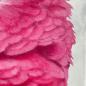 Preview: Rosakakadu Galah. Papagei Acrylgemälde