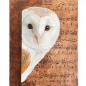 Preview: Barn owl original acrylic bird painting