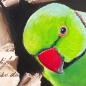 Preview: Ring-necked parakeet original acrylic bird painting