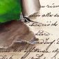 Preview: Ring-necked parakeet original acrylic bird painting