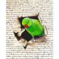 Preview: Ring-necked parakeet original acrylic bird painting