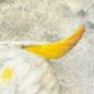 Preview: Yellow-crested Cockatoo original acrylic parrot painting