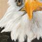 Preview: Bald Eagle original acrylic bird of prey painting