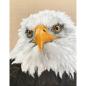 Preview: Bald Eagle original acrylic bird of prey painting