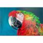 Preview: Ara, macaw parrot original acrylic parrot painting