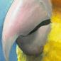 Preview: Caique, white-bellied parrot original acrylic parrot painting
