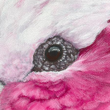Rosakakadu Galah. Papagei Acrylgemälde