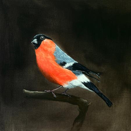 Gimpel, Dompfaff. Acrylgemälde