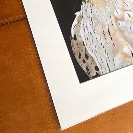 Wanddeko Kunstdruck Wanderfalke