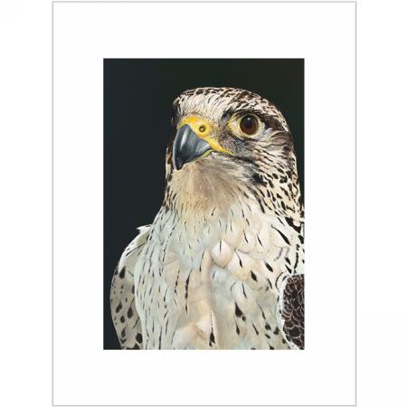 Peregrine falcon bird of prey wall art print