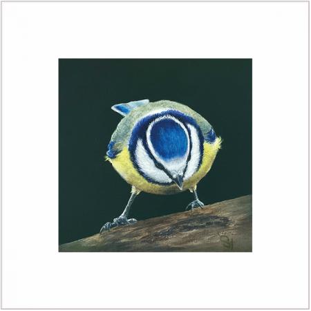 Blue Budgie wall art print