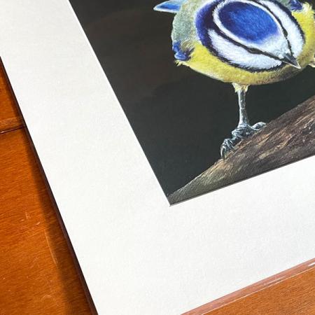 Blue Budgie wall art print