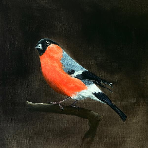 Gimpel, Dompfaff. Acrylgemälde