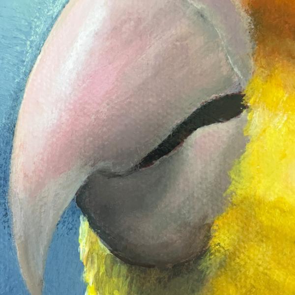 Caique, white-bellied parrot original acrylic parrot painting