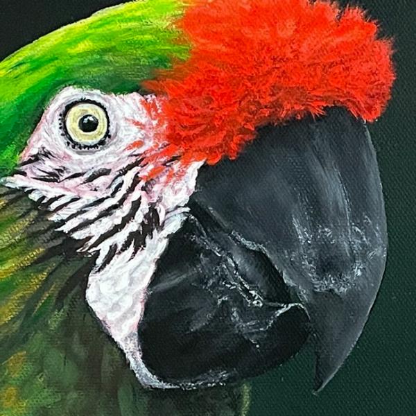 Soldarenara, Papagei Acrylgemälde