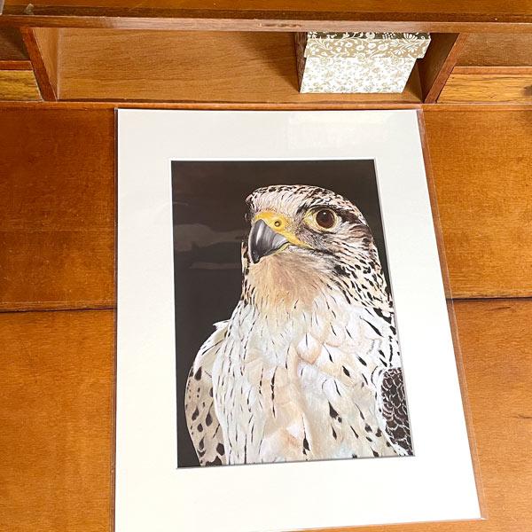 Wanddeko Kunstdruck Wanderfalke