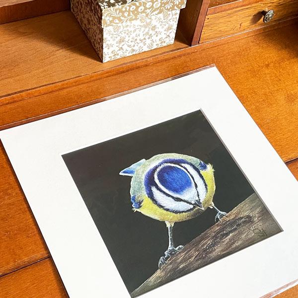 Blue Budgie wall art print