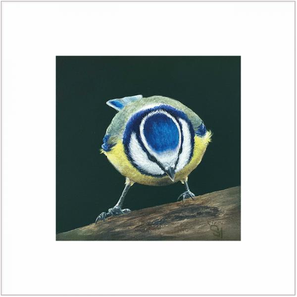 Blue Budgie wall art print