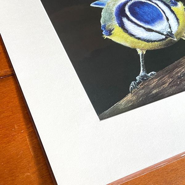 Blue Budgie wall art print
